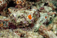Scorpaenopsis diabolus (Devil Scorpionfish)