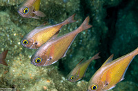 Pempheris oualensis (Copper Sweeper)