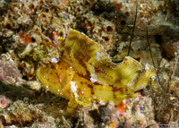 Taenianotus triacanthus (Leaf Scorpionfish)