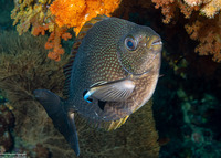 Siganus javus (Java Rabbitfish)