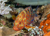 Cephalopholis miniata (Coral Grouper)