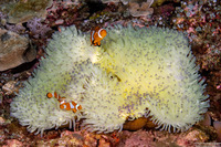 Amphiprion percula (Clown Anemonefish)