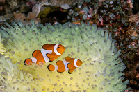 Amphiprion percula (Clown Anemonefish)