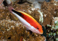 Paracirrhites forsteri (Freckled Hawkfish)