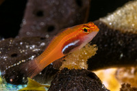 Eviota atriventris (Neon Dwarfgoby)