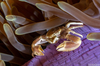 Neopetrolisthes maculatus (Spotted Porcelain Crab)