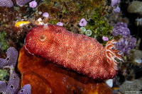 Chromodoris reticulata (Reticulated Chromodoris)
