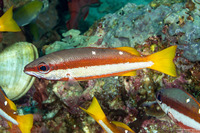 Lutjanus biguttatus (Twospot Snapper)