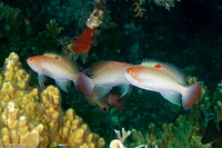 Pseudanthias hypselosoma (Stocky Anthias)