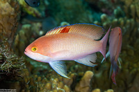 Pseudanthias hypselosoma (Stocky Anthias)