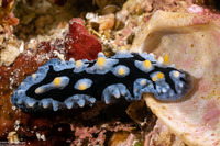 Phyllidia picta (Painted Phyllidia)