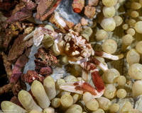 Neopetrolisthes maculatus (Spotted Porcelain Crab)