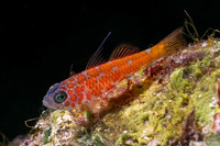Trimma naudei (Naude's Dwarfgoby)