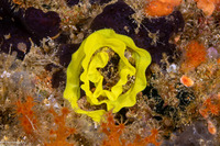 Notodoris gardineri (Gardiner's Banana Nudibranch)