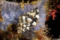 Morula aspera (Rough Rock Shell)