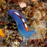 Pseudoceros liparus (Racing Stripe Flatworm)