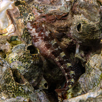 Mimoblennius atrocinctus (Spotted and Barred Blenny)