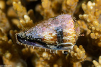 Conus miles (Soldier Cone)