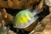 Amblyglyphidodon curacao (Staghorn Damsel)