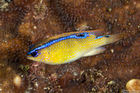 Chrysiptera brownriggii (Surge Damsel)