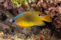 Chrysiptera brownriggii (Surge Damsel)