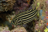 Grammistes sexlineatus (Six-Lined Soapfish)