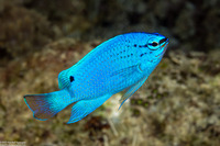 Chrysiptera cyanea (Sapphire Damsel)