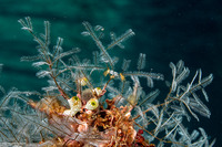 Macrorhynchia philippina (Philippine Hydroid)