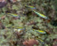 Ptereleotris evides (Twotone Dartfish)