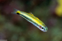 Ptereleotris evides (Twotone Dartfish)