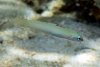 Ptereleotris microlepis (Pearly Dartfish)