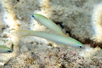 Ptereleotris microlepis (Pearly Dartfish)