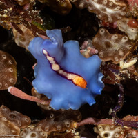 Pseudoceros liparus (Racing Stripe Flatworm)