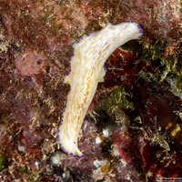 Pseudoceros indicus (Pseudoceros Indicus)