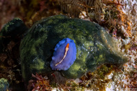 Pseudoceros liparus (Racing Stripe Flatworm)