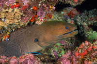 Gymnothorax javanicus (Giant Moray)
