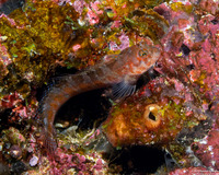 Mimoblennius atrocinctus (Spotted and Barred Blenny)
