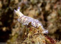 Pseudoceros laingensis (Laing Island Flatworm)