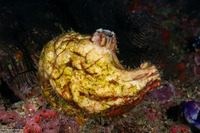 Polycarpa sp.3 (Polycarpa sp.3)