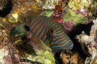 Balistapus undulatus (Orange-Lined Triggerfish)