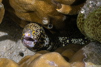 Echidna nebulosa (Snowflake Moray)