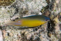 Pomacentrus simsiang (Blueback Damsel)
