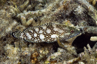 Epinephelus ongus (Speckledfin Grouper)