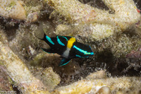 Neoglyphidodon oxyodon (Bluestreak Damsel)