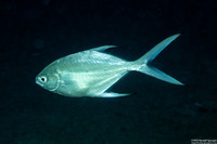 Trachinotus baillonii (Small-Spotted Dart)