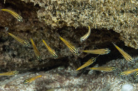 Cheilodipterus quinquelineatus (Fivelined Cardinalfish)