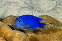 Pomacentrus pavo (Blue Damsel)