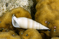 Hastula albula (White-Banded Augur)