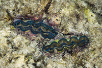 Tridacna crocea (Boring Giant Clam)