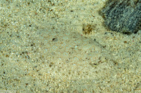 Bothus pantherinus (Panther Flounder)